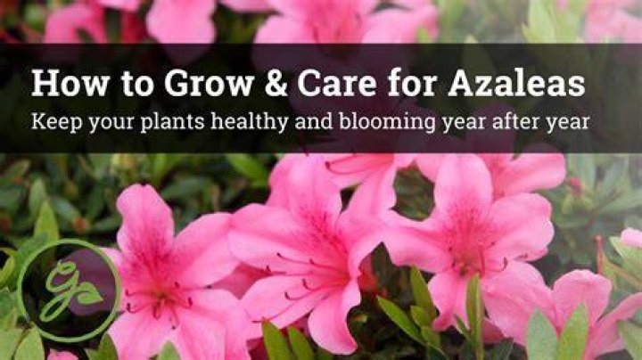 How To Grow & Care For Poinsettia Horticulture.co.uk
