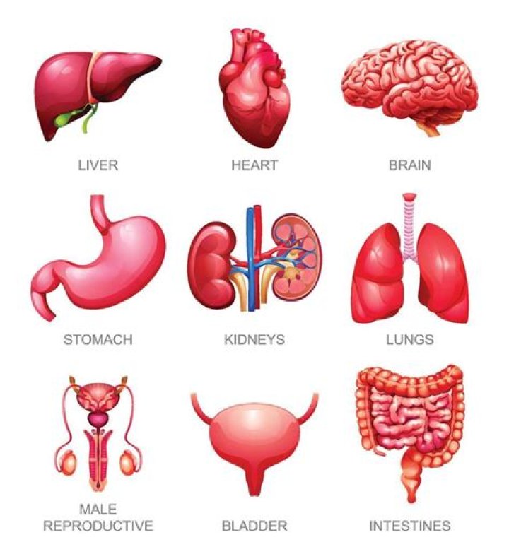 Human Body Internal Organs Set Body Anatomy Organs Human Body Images