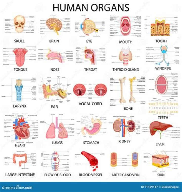 Human Organs Chart Human Charts For Classes, Not Masses Boddeswasusi