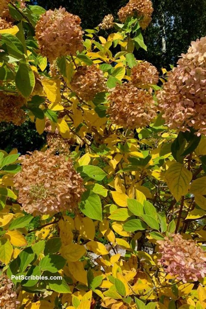 hydrangea limelight fall color Limelight hydrangea, Beautiful flowers