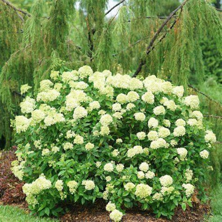Hydrangea Little Lime Spacesaving version of bestselling 'Limelight