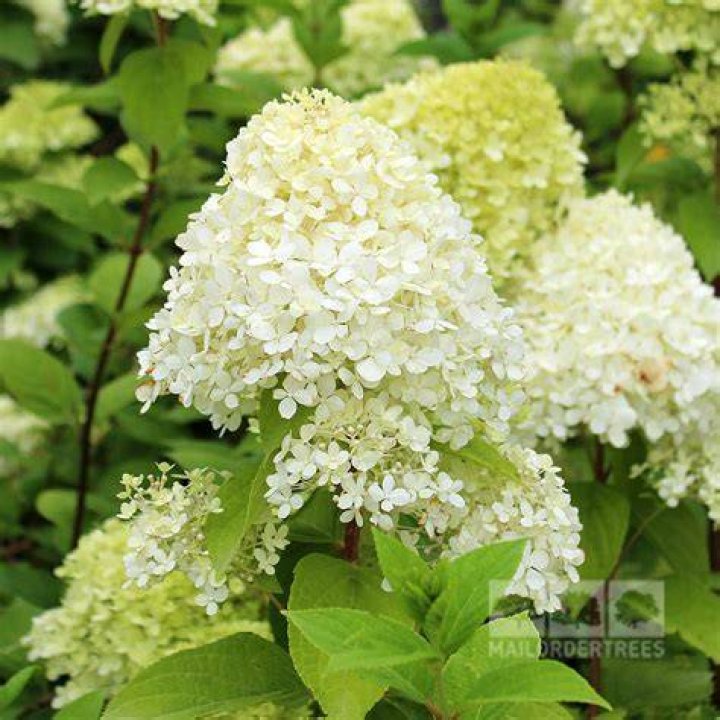 Hydrangea paniculata Limelight Mail Order Trees