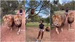 “I Used to Fear Samson”: Pretty Lady Walks 2 Big Lions as If They Are Dogs in Viral Video