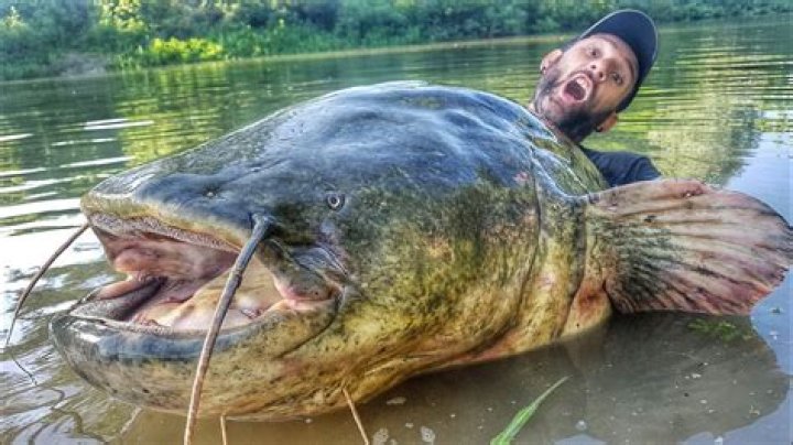 INCREDIBLE HUGE CATFISH 8,5 FEET X 250 LBS LIVE ATTACK by YURI GRISENDI