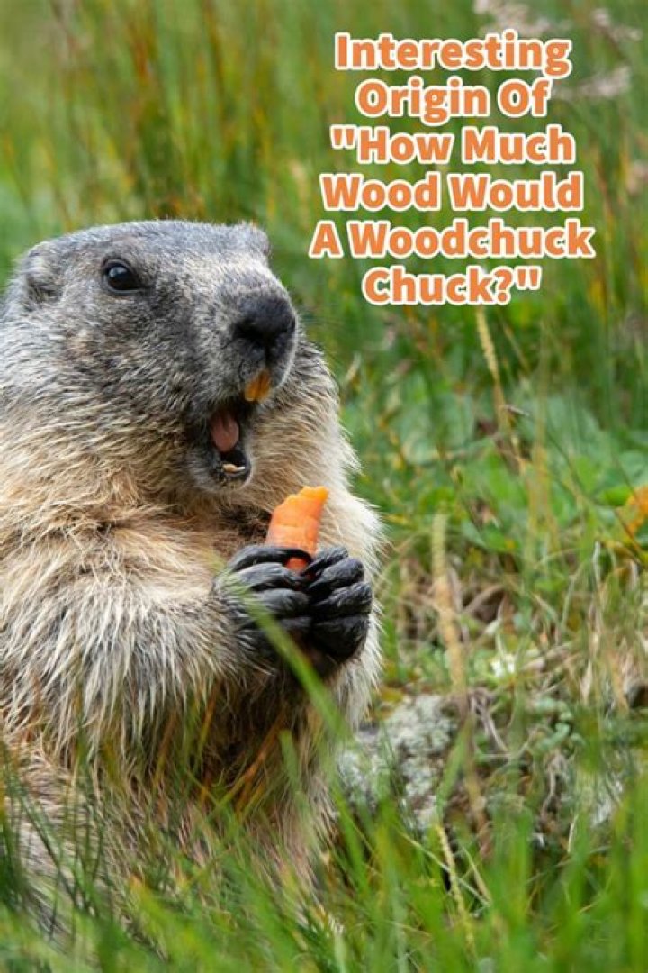 Interesting Origin Of How Much Wood Would A Woodchuck Chuck? Mondoro