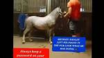 Is Michael Hanley Gay? Comfort Carriages Dublin Viral Horse Video