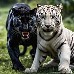 Is White Tiger Related to Black Panther? Details