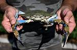 Italy's Clam Farmers Fear Blue Crab 'Invasion'