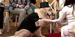 Lady Gets 'Married' to Dog on Live Tv Show