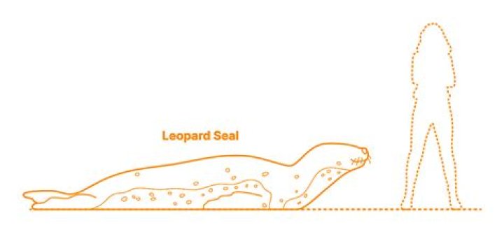 Leopard Seal Size Compared To Human