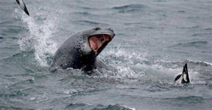 Leopard seals filmed sharing food for the first time &bull;