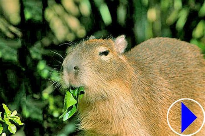 Live Capybara Webcam Taronga Zoo Sydney Australia