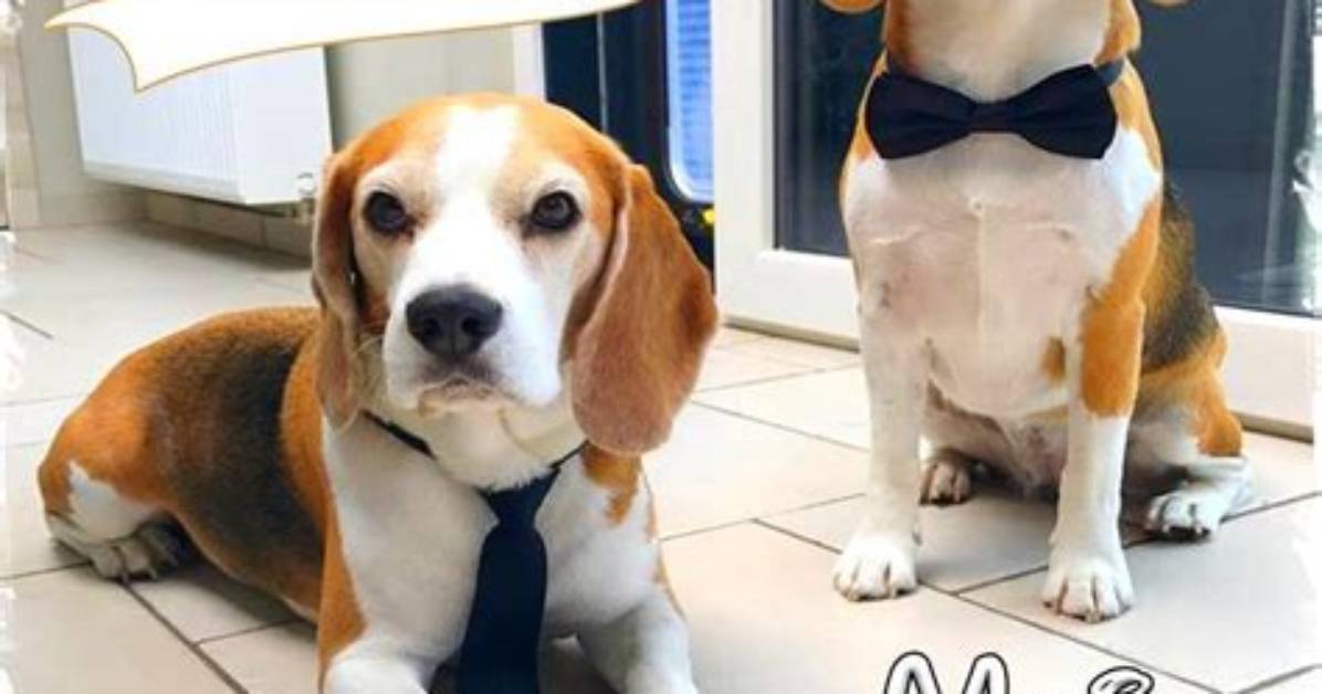 Louie the Beagle