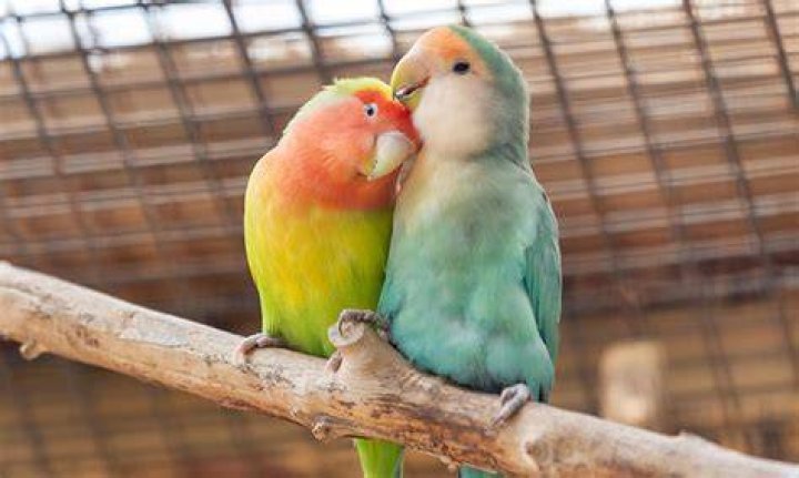 LOVEBIRDS Cybergroove