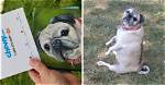 Man Asks for Refund on Pet Food After Dog Passes Away, Gets an Oil Painting Instead