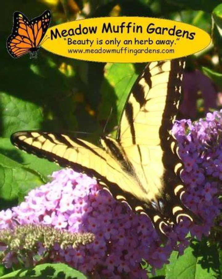 Meadow Muffin Gardens What do Daffodils have to do with Narcissism