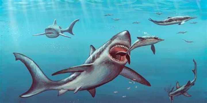 Megalodon may have been killed off by an exploding star Fox News