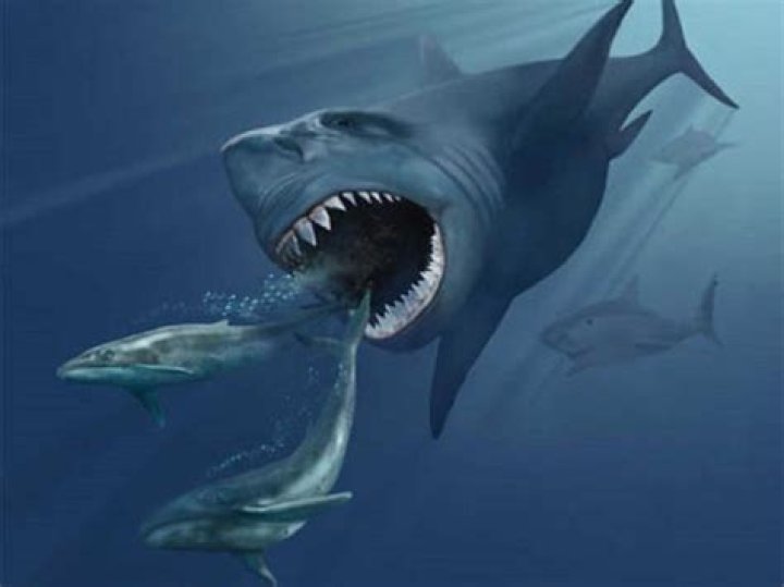 Megalodon shocker Huge killer shark may have been wiped out by great