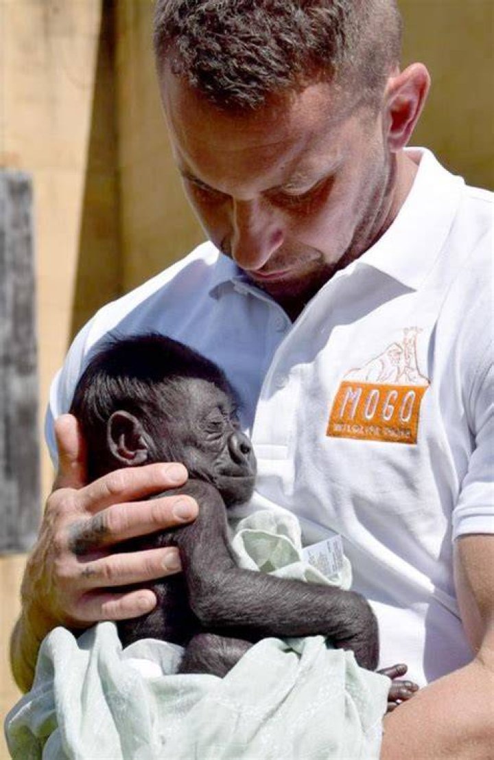 Mogo Wildlife Park&rsquo;s baby gorilla Kaius beating the odds after a tough