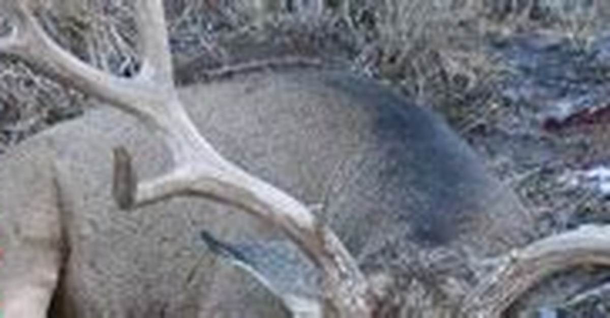 Monster Muleys Forum – List of Monster Muleys Discussions and Forums
