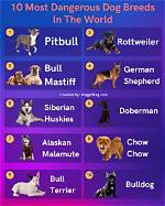 Most Dangerous Dog in the World: Top 5