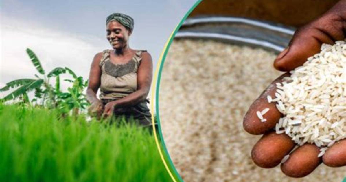 N80,000 for 50Kg: Cost of Rice to Further Increase by 32% as Christmas Approaches