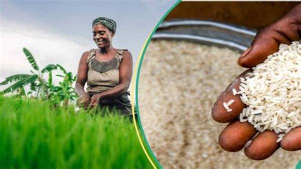 N80,000 for 50Kg: Cost of Rice to Further Increase by 32% as Christmas Approaches