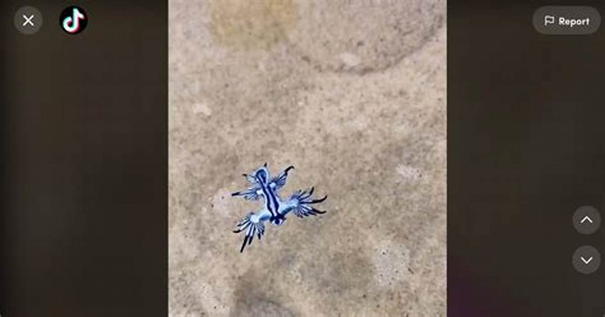 One Tiktok User Finds a Blue Glaucus Sea Slug on the Beach — Details
