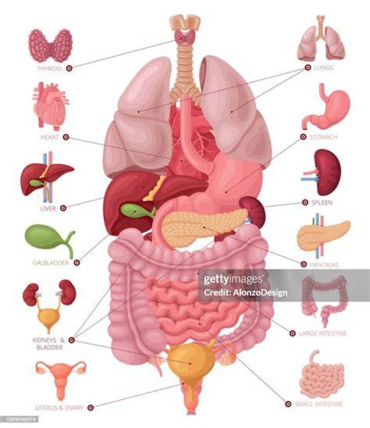 Organs In The Female Body Left Side Organs Organ Anatomia Anatomi