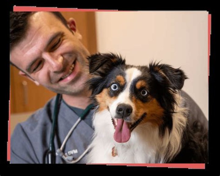 Our Gallery Top Veterinarian in Charleston Air Harbor Veterinary