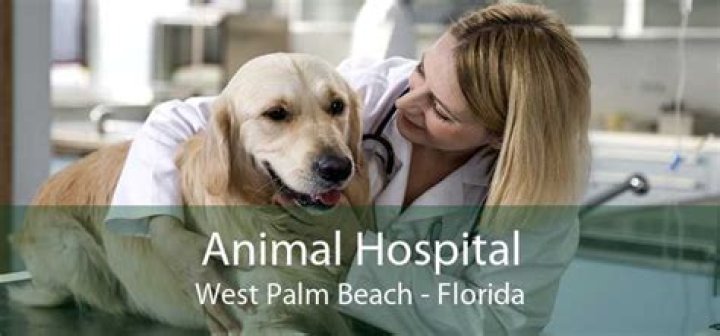 Palm Beach Animal Hospital Veterinary Specialty Hospital Palm Beach
