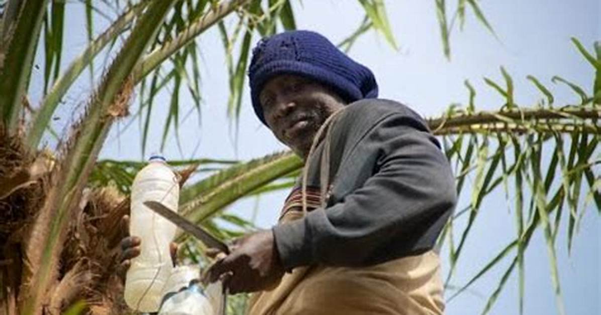 Palm Wine Tapping: How Traditional Practice Made Nigerian Man a Millionaire and Lessons for the Youths
