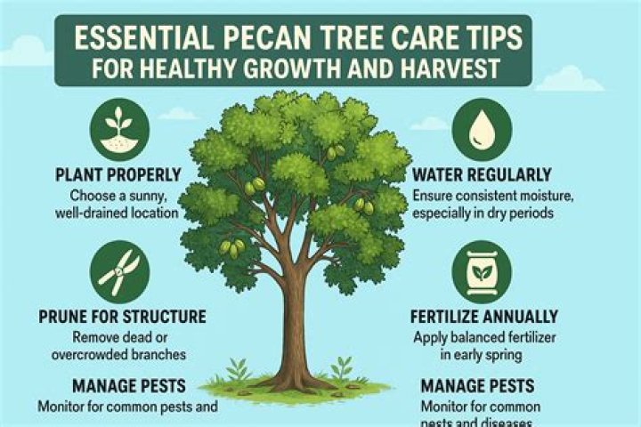 Pecan Tree Care Learn How To Plant A Pecan Tree