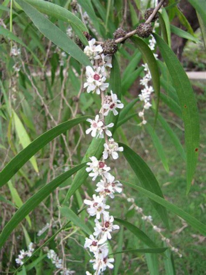 Peppermint Willow Sapling SpeedTree