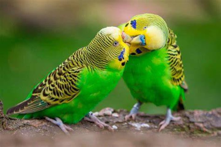 Periquito australiano Melopsittacus undulatus Vive la Naturaleza