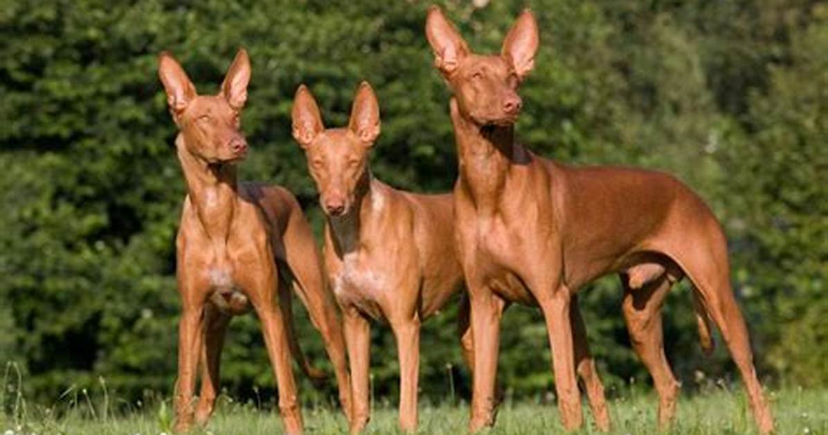 Pharaoh Hound Black, Egypt, Price, Temperament, Colors, and Size