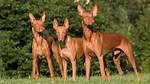 Pharaoh Hound Black, Egypt, Price, Temperament, Colors, and Size