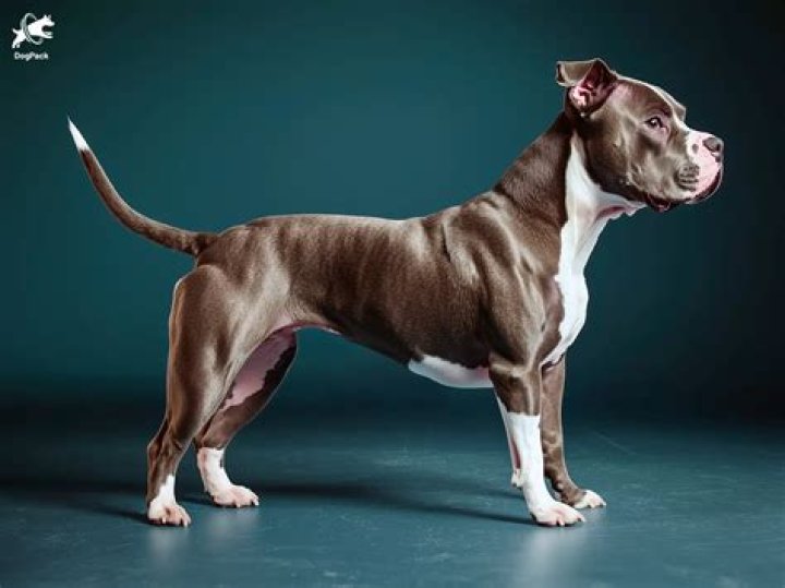 Pitbull The Full Profile RapTV