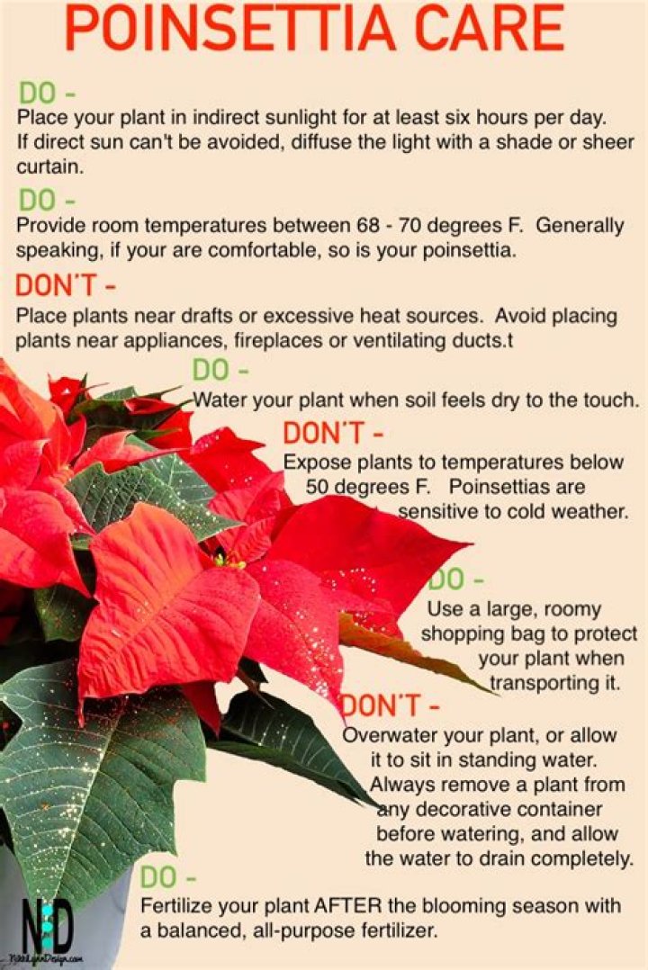 Poinsettia Care & Growing Guide Jung Seed&rsquo;s Gardening Blog