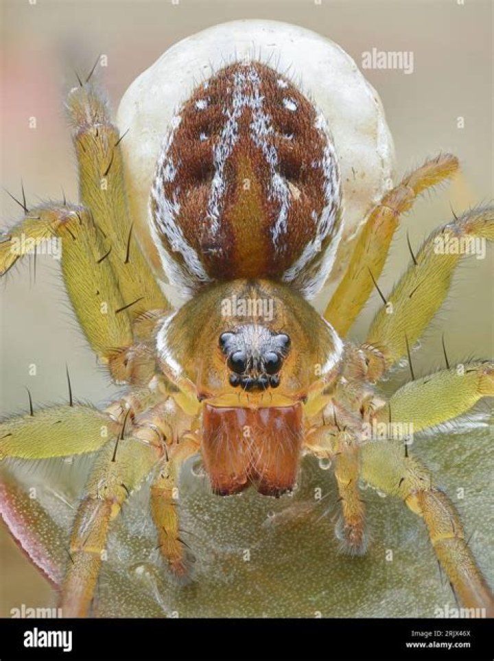 Portrait of a Wolf Spider in the Hogna Genus Flickr Photo Sharing!