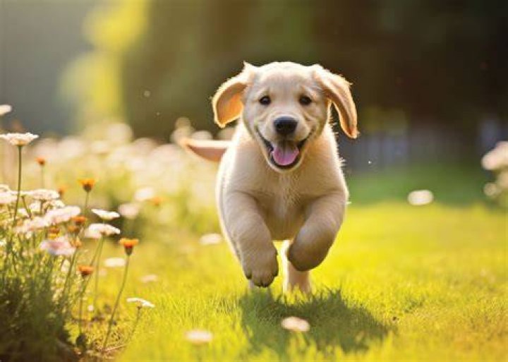 Puppy!