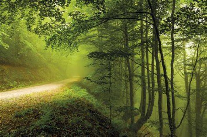 Resultado de imagen de bosques caducifolios Night Background