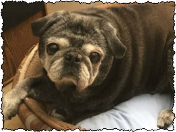 Senior Pug Love Pugs, Best puppy food, Pug love