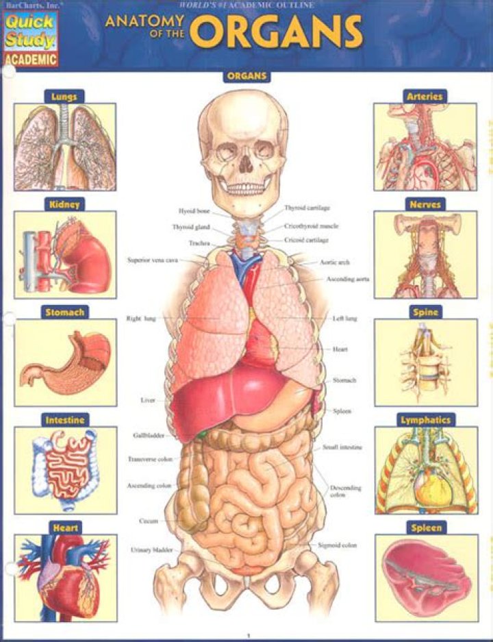 Seven body organs you can live without