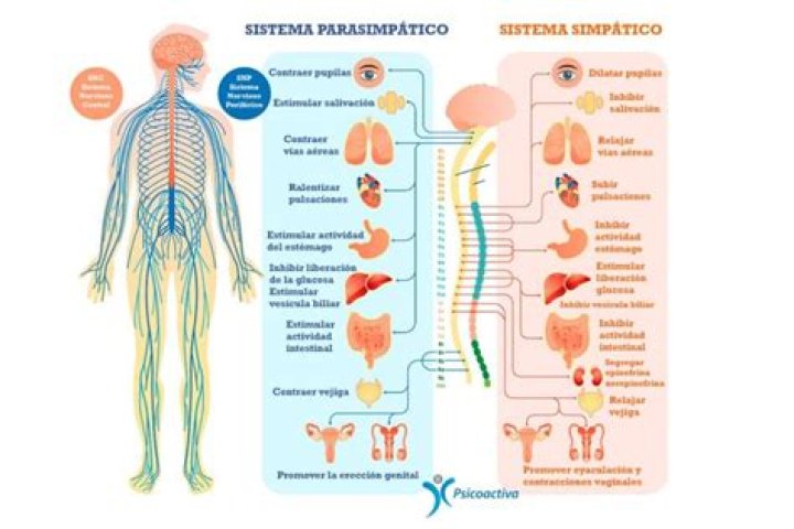 Sistema Nervioso Simp&aacute;tico funciones, definici&oacute;n