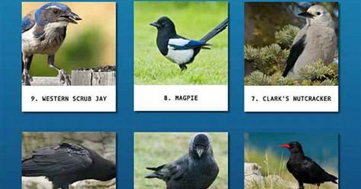 Smartest Bird: Top 10 Most Intelligent Species in the World