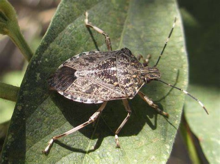 Stink Bug 101 An Introduction to Stink Bugs The Infinite Spider