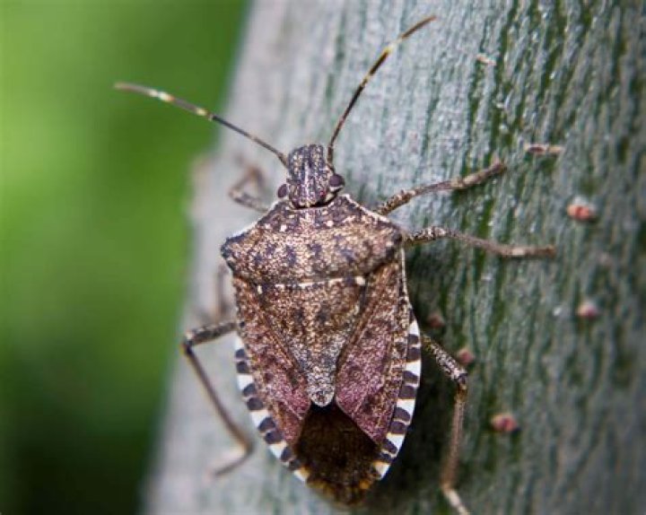 Stink Bug Odors What Do Stink Bugs Smell Like?