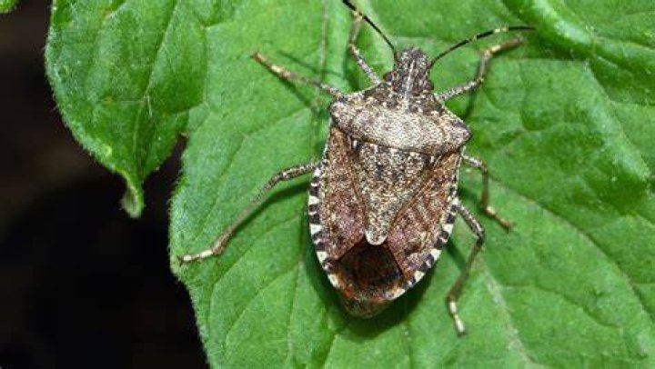 Stink bugs are back How to get rid of them, what you need to know