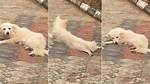 "Stop Spreading Your Legs": Nigerian Man Blows Hot, Warns Female Dog in Hilarious Video